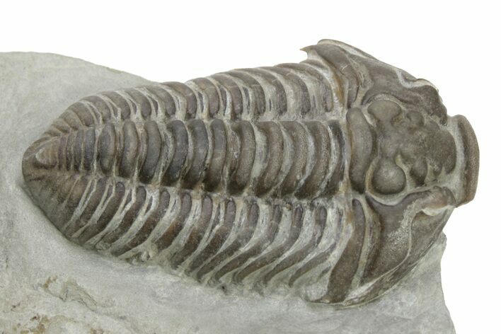Long Prone Flexicalymene Meeki Trilobite - Monroe, Ohio #224889